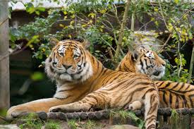 Afbeeldingsresultaat voor tijgers