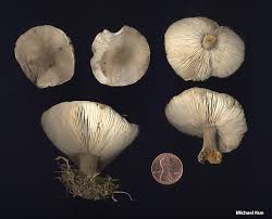 Image result for Melanoleuca rasilis var. pseudoluscina