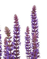 Attēlu rezultāti vaicājumam “Salvia nemorosa fruit”