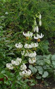 Image result for Lilium martagon Alba