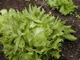 Attēlu rezultāti vaicājumam “Lactuca sativa”