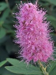 Attēlu rezultāti vaicājumam “Spiraea salicifolia”