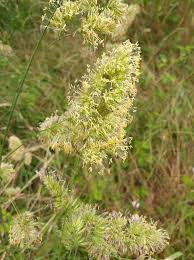 Attēlu rezultāti vaicājumam “Dactylis glomerata subsp. glomerata”