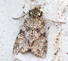 Attēlu rezultāti vaicājumam “Polia nebulosa”