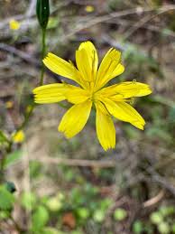 Attēlu rezultāti vaicājumam “Lapsana communis flower”