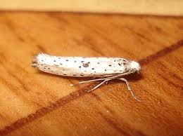 Attēlu rezultāti vaicājumam “Yponomeuta plumbella”