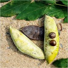 Attēlu rezultāti vaicājumam “Gymnocladus dioicus”