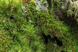 Attēlu rezultāti vaicājumam “Tetraphis pellucida”