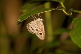 Image result for Papilionoidea