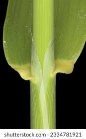 Attēlu rezultāti vaicājumam “Phalaroides arundinacea leaf”