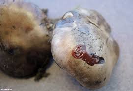 Attēlu rezultāti vaicājumam “Gomphidius glutinosus”