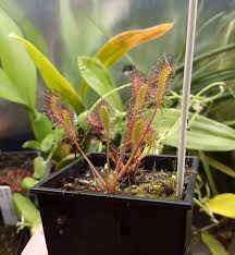 Attēlu rezultāti vaicājumam “Drosera anglica fruit”