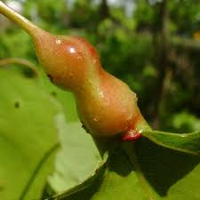 Attēlu rezultāti vaicājumam “Contarinia petioli”