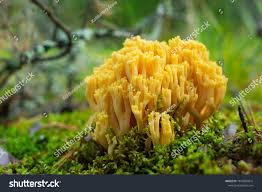 Attēlu rezultāti vaicājumam “Ramaria flava”