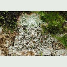 Attēlu rezultāti vaicājumam “Lecanora chlarotera”