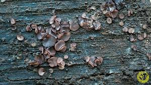 Attēlu rezultāti vaicājumam “Ombrophila violacea”