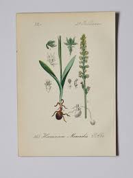 Attēlu rezultāti vaicājumam “Herminium monorchis fruit”