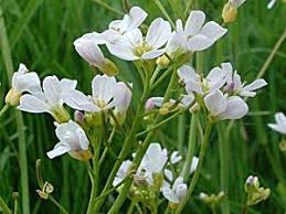 Attēlu rezultāti vaicājumam “Cardamine pratensis flower”