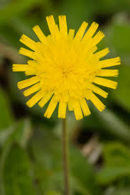 Attēlu rezultāti vaicājumam “Pilosella officinarum”