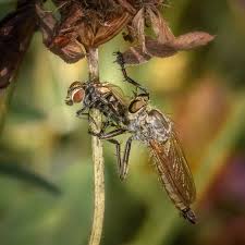 Attēlu rezultāti vaicājumam “Asilus crabroniformis”