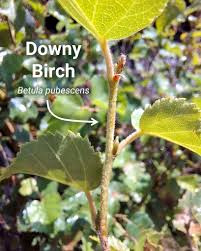 Attēlu rezultāti vaicājumam “Betula pubescens”