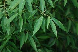 Attēlu rezultāti vaicājumam “Salix myrsinifolia leaf”