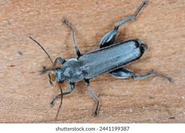 Attēlu rezultāti vaicājumam “Melandrya dubia”