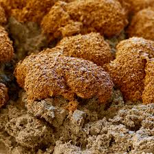 Attēlu rezultāti vaicājumam “Caloplaca saxicola”