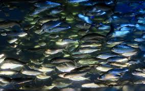 Image result for Alosa aestivalis