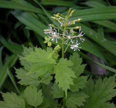 Attēlu rezultāti vaicājumam “Actaea spicata flower”