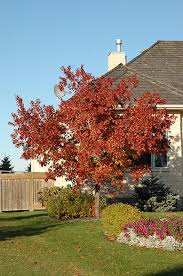 Attēlu rezultāti vaicājumam “Acer tataricum”