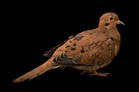 Image result for Zenaida macroura