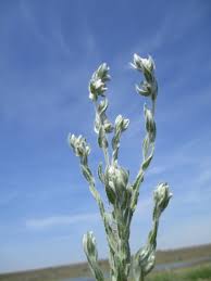 Attēlu rezultāti vaicājumam “Filago arvensis”