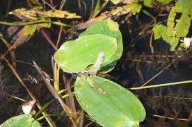 Attēlu rezultāti vaicājumam “Potamogeton natans leaf”