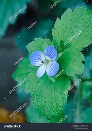 Attēlu rezultāti vaicājumam “Veronica persica flower”