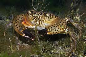 Image result for Eriphia verrucosa