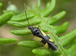 Attēlu rezultāti vaicājumam “Dryophilocoris flavoquadrimaculatus”