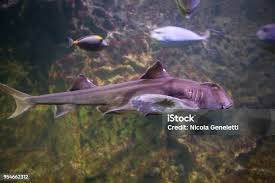 Image result for Heterodontus portusjacksoni