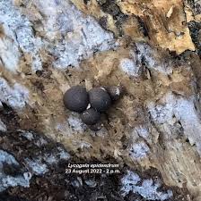 Attēlu rezultāti vaicājumam “Lycogala flavofuscum spores”