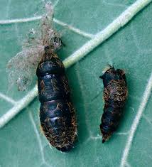 Attēlu rezultāti vaicājumam “Lymantria monacha pupa”