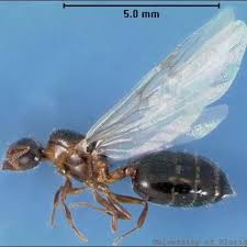 Attēlu rezultāti vaicājumam “Formicidae”