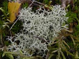 Attēlu rezultāti vaicājumam “Cladonia”