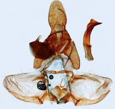 Attēlu rezultāti vaicājumam “Dichelia histrionana”