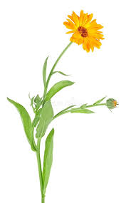 Attēlu rezultāti vaicājumam “Calendula officinalis leaf”