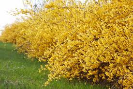 Attēlu rezultāti vaicājumam “Forsythia”