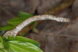 Attēlu rezultāti vaicājumam “Angerona prunaria”