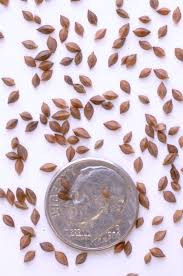 Attēlu rezultāti vaicājumam “Rumex hydrolapathum fruit”