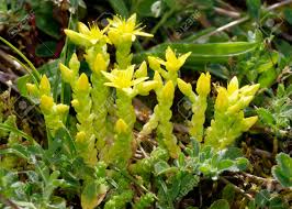 Attēlu rezultāti vaicājumam “Sedum acre bud”