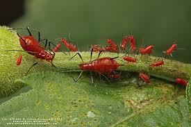 Attēlu rezultāti vaicājumam “Uroleucon cirsii”