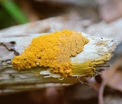 Attēlu rezultāti vaicājumam “Oligonema favogineum”